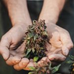 Best Cannabis Seeds Online: A Buying Guide